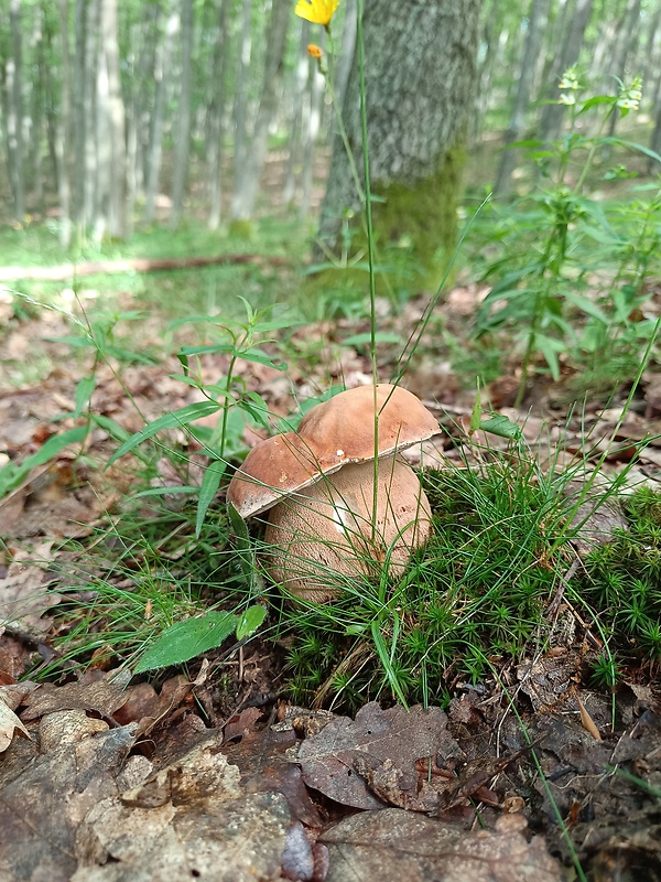 hríb dubový Boletus reticulatus Schaeff.