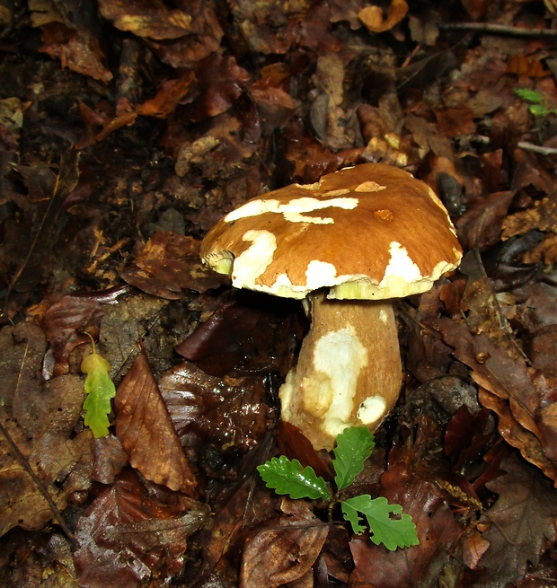 hríb dubový Boletus reticulatus Schaeff.