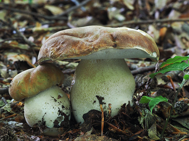 hríb dubový Boletus reticulatus Schaeff.