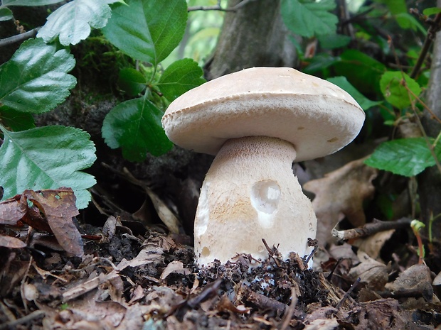 hríb dubový Boletus reticulatus Schaeff.