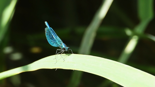 hadovka obyčajná  Calopteryx virgo