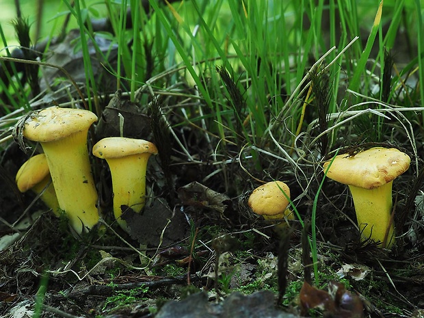 kuriatko jedlé Cantharellus cibarius Fr.