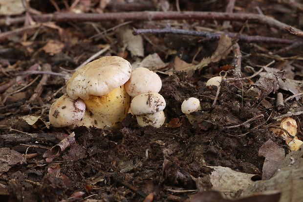 kuriatko bledé Cantharellus pallens Pilát