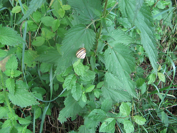 slimák pásikavý Cepaea vindobonensis