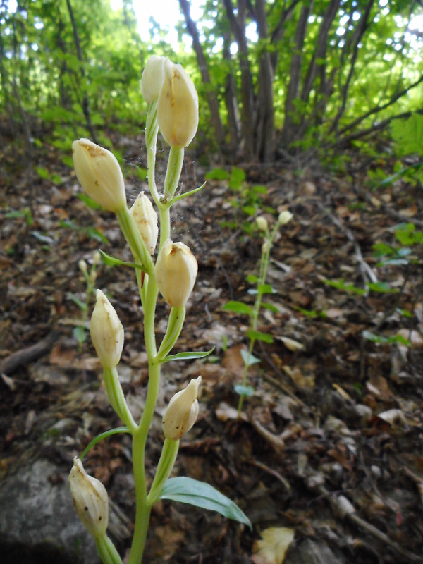 prilbovka dlholistá Cephalanthera longifolia (L.) Fritsch