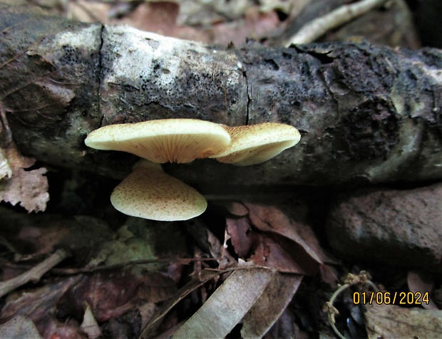 pahliva Crepidotus sp.