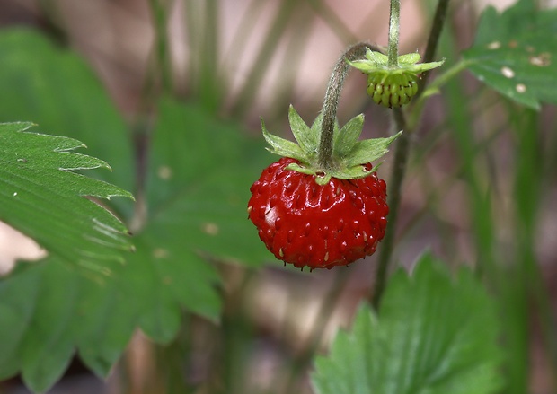 jahoda obyčajná Fragaria vesca L.