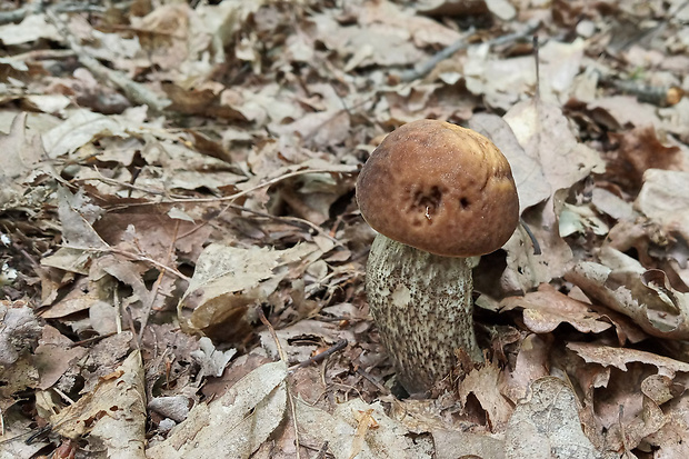 kozák hrabový Leccinum pseudoscabrum (Kallenb.) Šutara