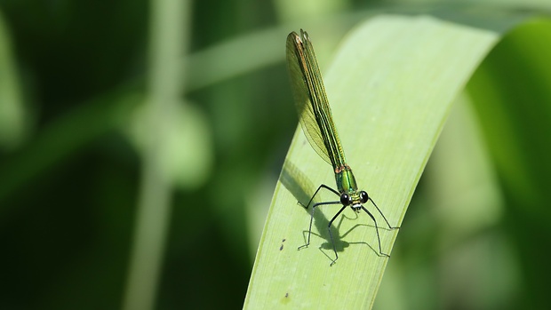 šidlovka zelená Lestes viridis (?)