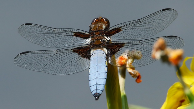 vážka ploská  Libellula depressa (Linnaeus, 1758)