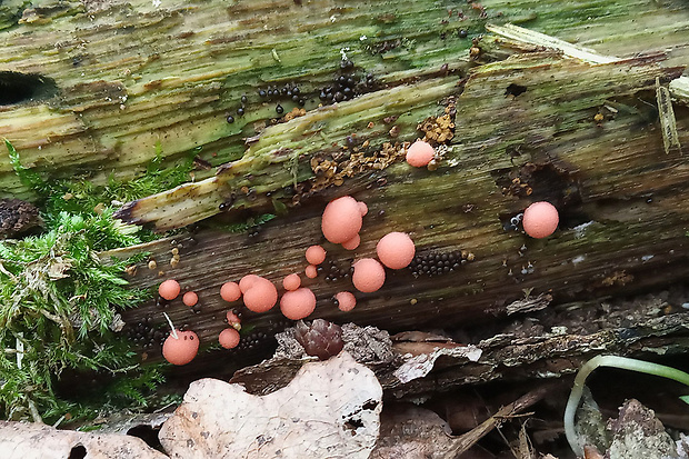 vlčinka červená Lycogala epidendrum (J.C. Buxb. ex L.) Fr.