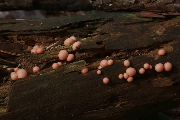 vlčinka Lycogala sp.