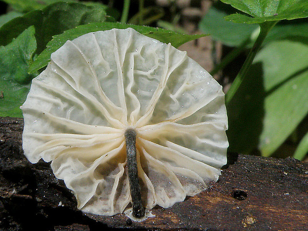 tancuľka biela Marasmiellus candidus (Bolton) Singer