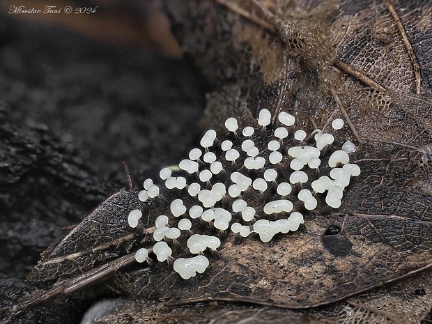 vápnikovec bielošedý Physarum leucophaeum Fr.