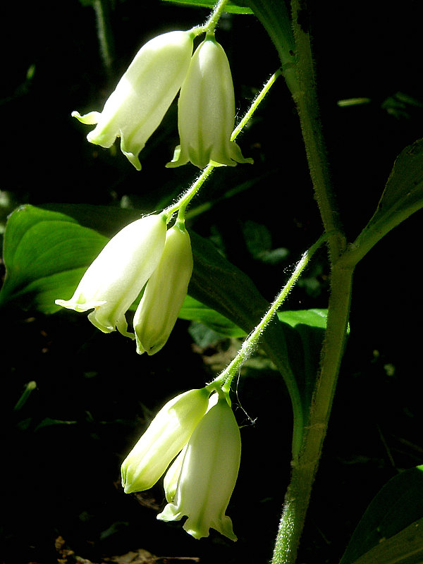 kokorík voňavý Polygonatum odoratum (Mill.) Druce