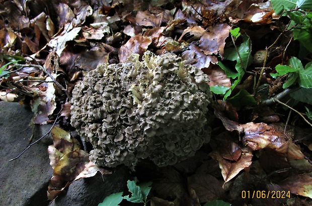 trúdnik klobúčkatý Polyporus umbellatus (Pers.) Fr.