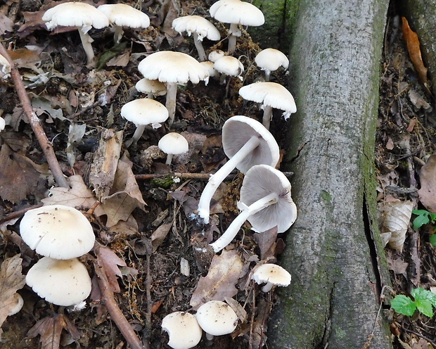 drobuľka Candolleova Psathyrella candolleana (Fr.) Maire