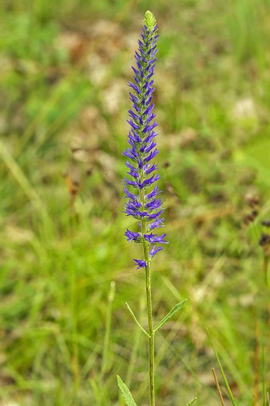 veronikovec klasnatý Pseudolysimachion spicatum (L.) Opiz