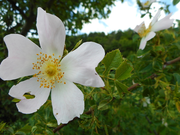 ruža šípová Rosa canina L.