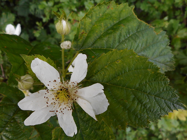 ostružina Rubus sp.