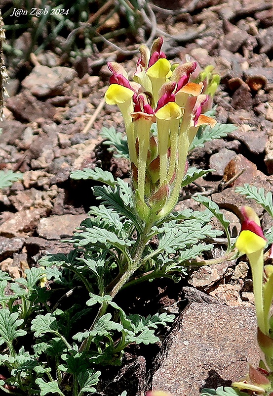 šišak Scutellaria przewalskii Juz.