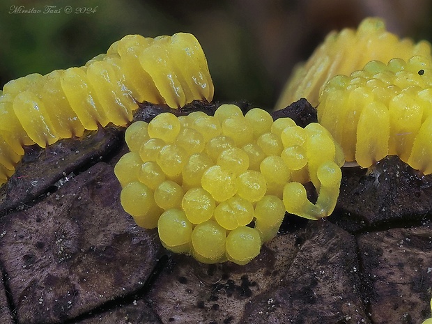 pazderka Stemonitis flavogenita