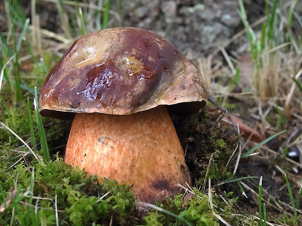 hríb siný červený Suillellus luridus var. rubriceps (Maire) Dermek