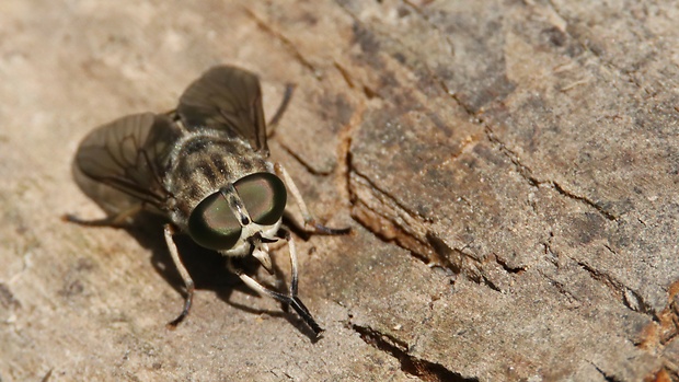 ovad bzučivý  Tabanus bromius