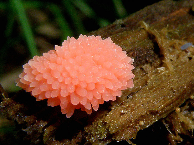 jahodník sasankovitý Tubifera ferruginosa (Batsch) J.F. Gmel.