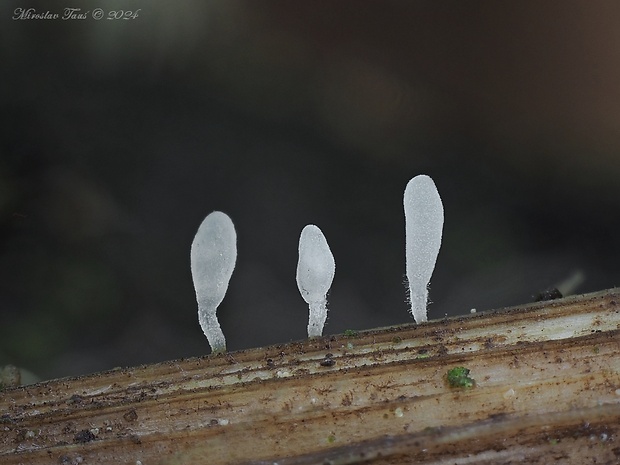 piestovka stonková Typhula uncialis (Grev.) Berthier