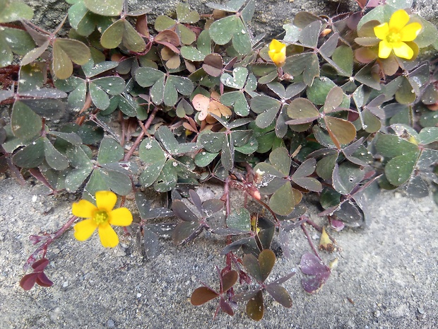 kysličkovec rožkatý Xanthoxalis corniculata (L.) Small