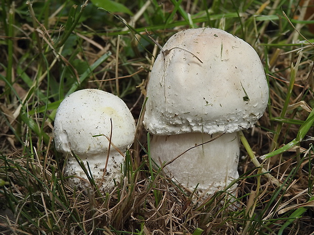 pečiarka ovčia Agaricus arvensis Schaeff.