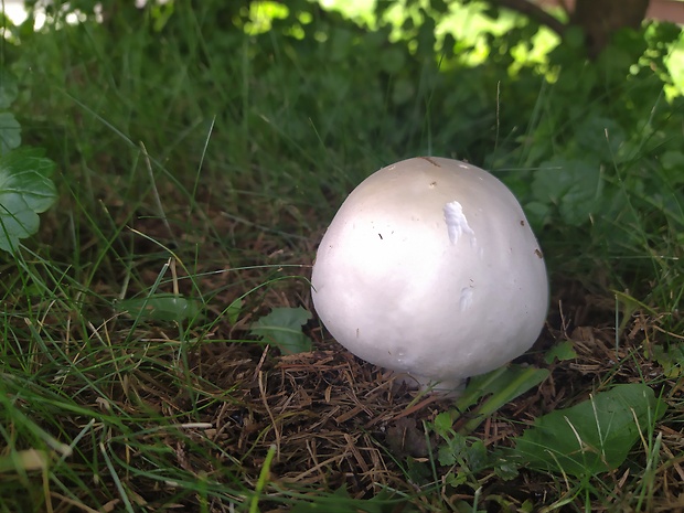 pečiarka Agaricus sp.