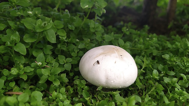 pečiarka Agaricus sp.