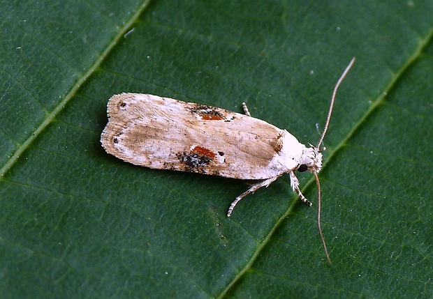 ploskáč bolehlavový Agonopterix alstromeriana