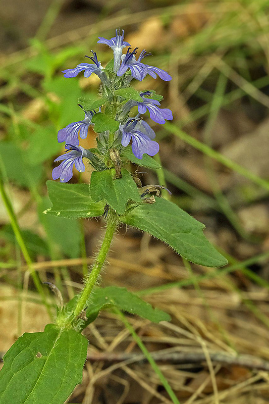 zbehovec plazivý Ajuga reptans L.