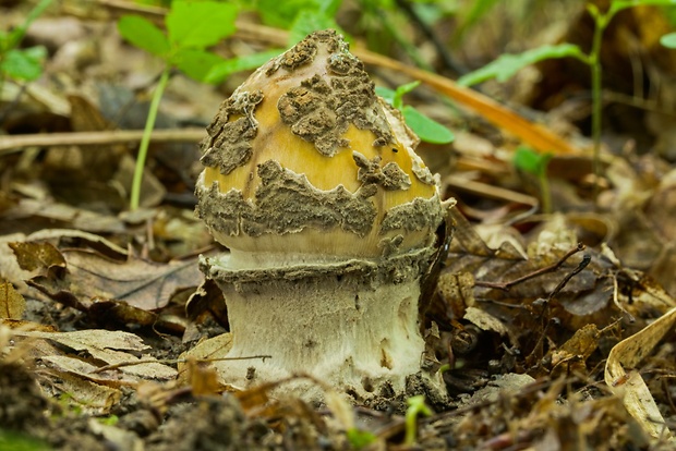 muchotrávka chrastavá Amanita ceciliae (Berk. & Broome) Bas