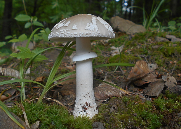 muchotrávka hrubá Amanita excelsa (Fr.) Bertill.