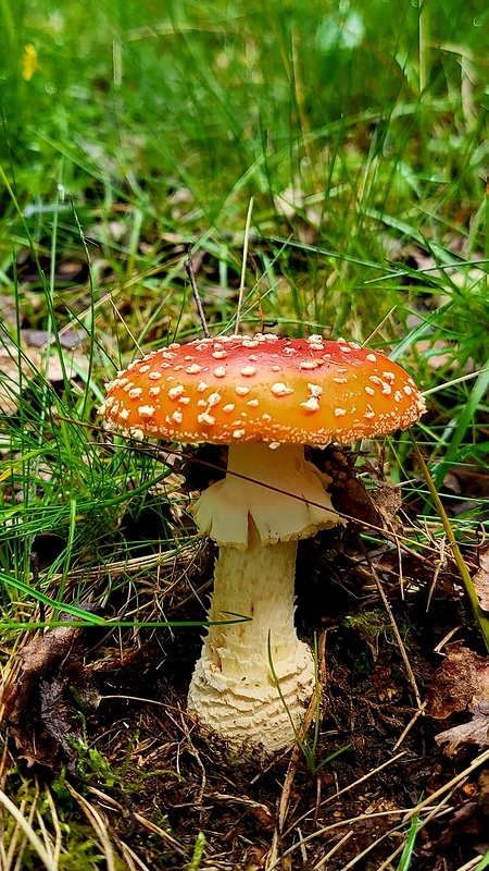 muchotrávka červená Amanita muscaria (L.) Lam.