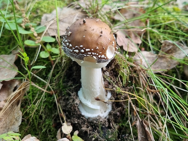 muchotrávka tigrovaná Amanita pantherina (DC.) Krombh.