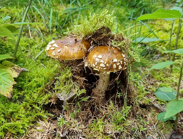 muchotrávka kráľovská Amanita regalis (Fr.) Michael