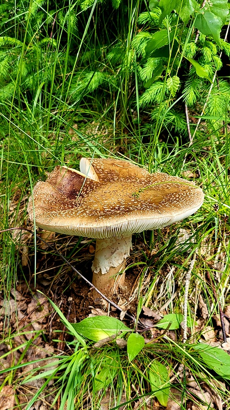 muchotrávka červenkastá Amanita rubescens Pers.