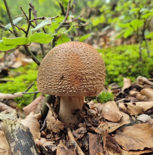 muchotrávka červenkastá Amanita rubescens Pers.