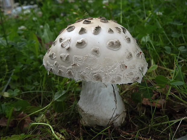 muchotrávka šiškovitá Amanita strobiliformis Gonn. & Rabenh.