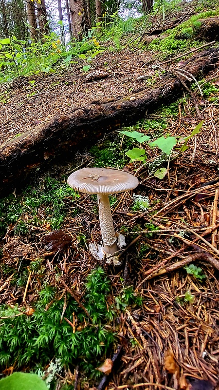 muchotrávka pošvatá Amanita vaginata (Bull.) Lam.