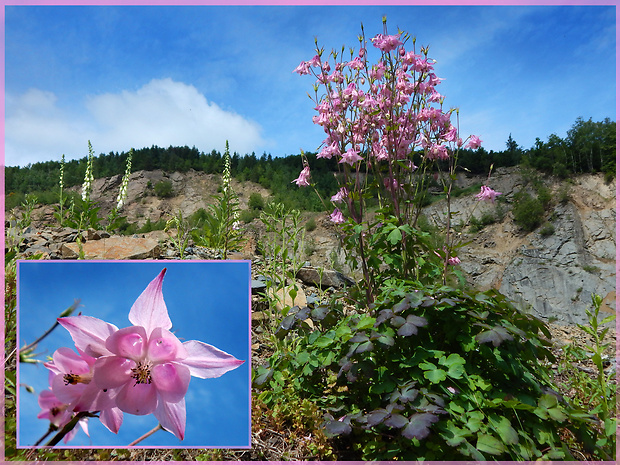 orlíček obyčajný Aquilegia vulgaris L.