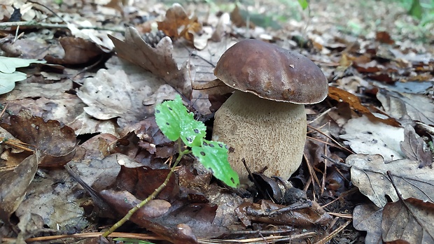 hríb dubový Boletus reticulatus Schaeff.