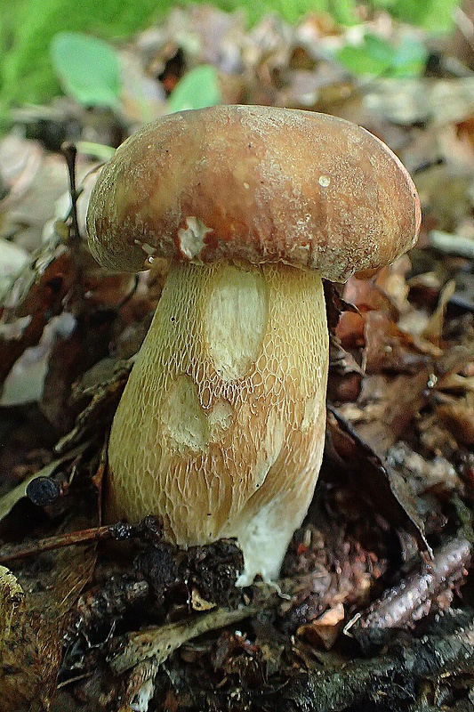 hríb dubový Boletus reticulatus Schaeff.