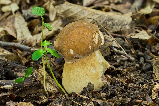 hríb dubový Boletus reticulatus Schaeff.