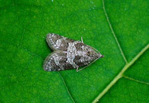 obaľovač obyčajný Cnephasia communana